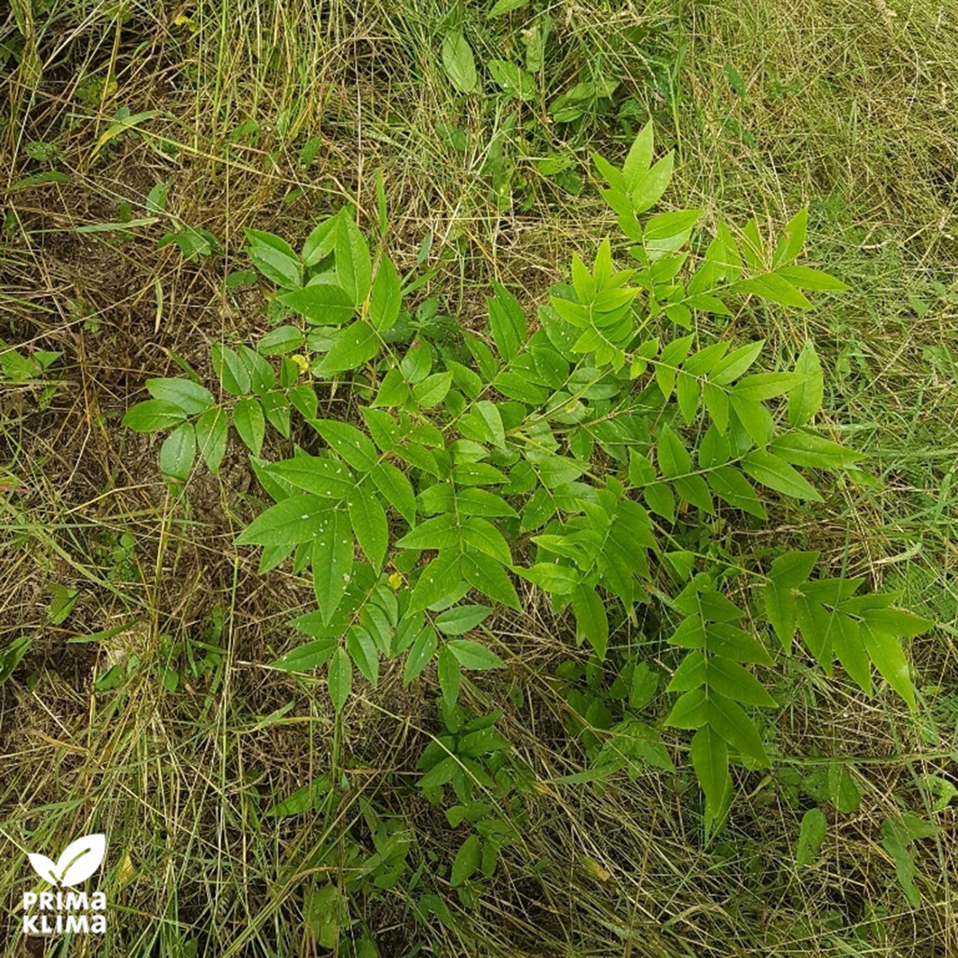 Waldprojekt Nicaragua